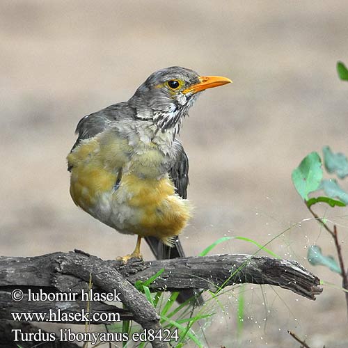 Turdus libonyanus ed8424