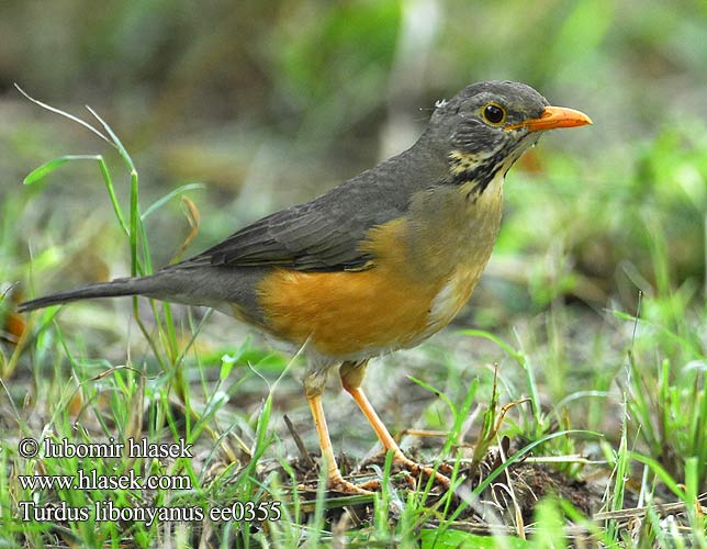 Turdus libonyanus ee0355