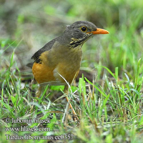 Turdus libonyanus ee0357