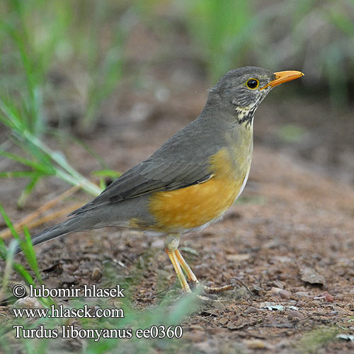 Turdus libonyanus ee0360