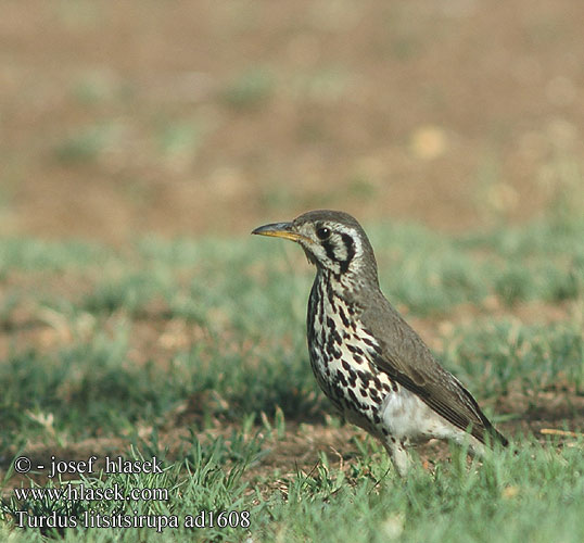 Turdus litsitsirupa Psophocichla Groundscraper Thrush