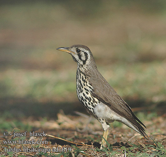 Turdus litsitsirupa Psophocichla Akaziendrossel Drozd pruholící