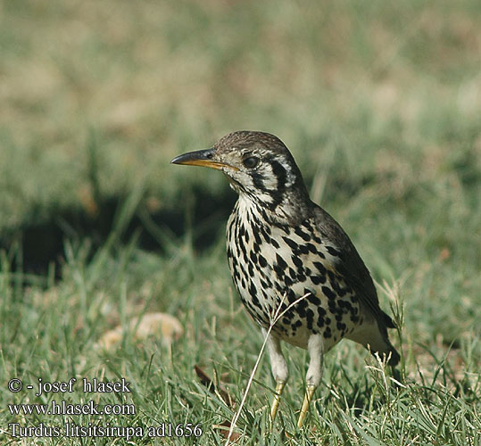 Gevlekte Lyster Letsetseropa Merula Groundscraper Thrush Merle litsitsirupa