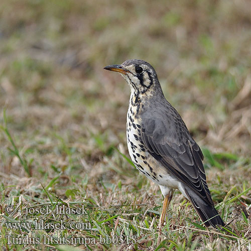 Turdus litsitsirupa bb0318