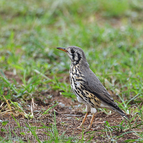 Turdus litsitsirupa Merula Groundscraper Thrush Merle litsitsirupa