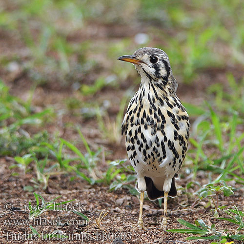 Psophocichla litsitsirupa Merula Groundscraper Thrush Merle litsitsirupa