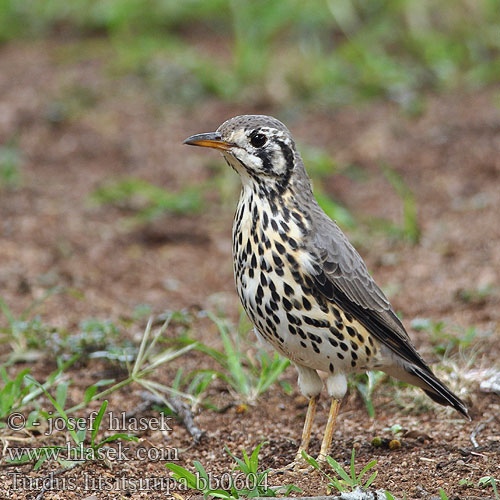 Turdus litsitsirupa bb0604