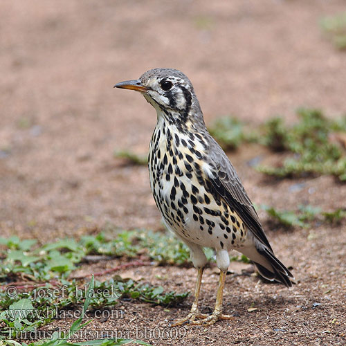 Turdus litsitsirupa bb0609