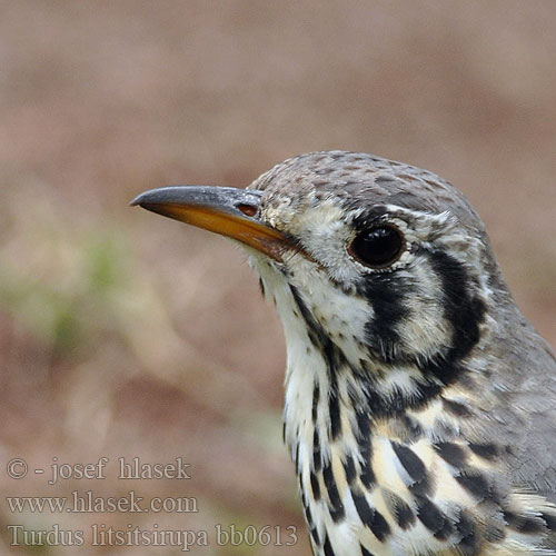 Turdus litsitsirupa bb0613