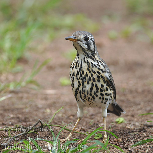 Turdus litsitsirupa bb0619