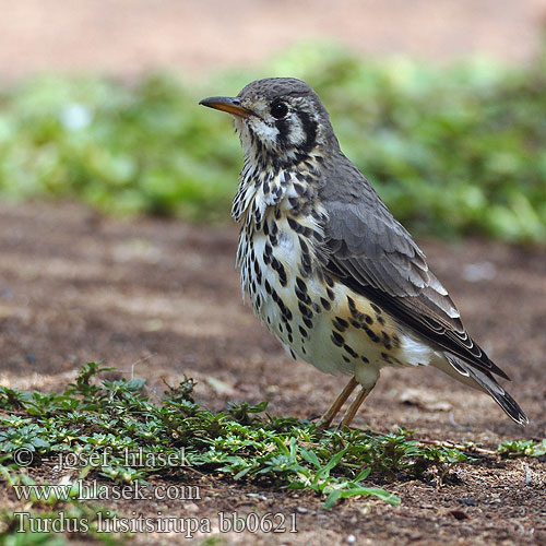 Turdus litsitsirupa bb0621