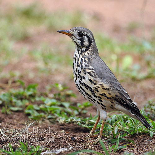 Turdus litsitsirupa bb0625