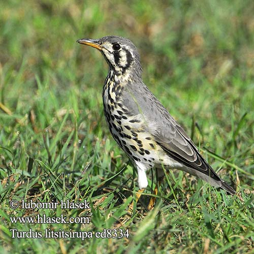 Groundscraper Thrush Merle litsitsirupa Tordo grattaterra