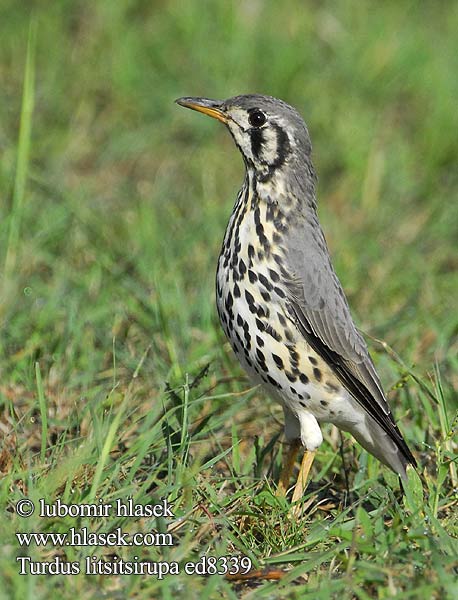 Turdus litsitsirupa ed8339