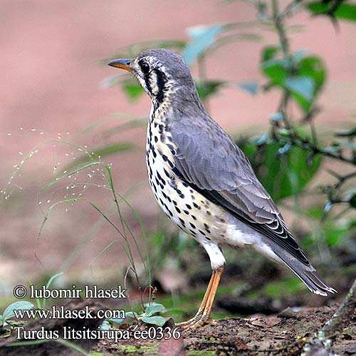 Turdus litsitsirupa ee0336