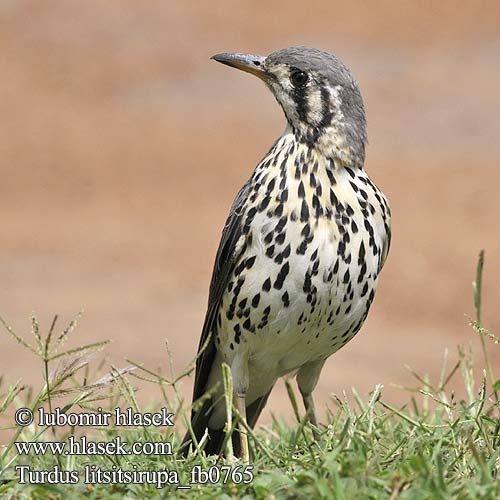 Turdus litsitsirupa fb0765