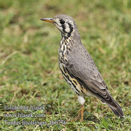 Turdus litsitsirupa fb0776