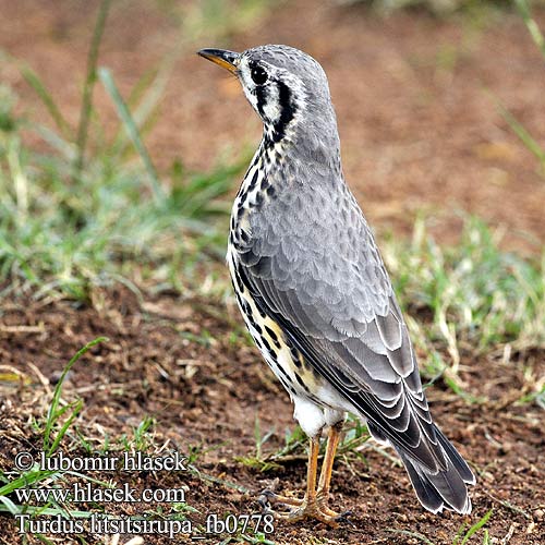 Drozd kroplisty Tordo peito malhado Zorzal Litsitsirupa Turdus