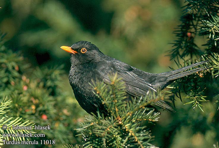 Turdus merula Blackbird Solsort Mustarastas