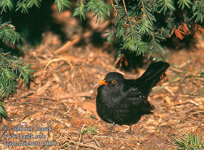 Turdus merula Merle noir Merel Merlo Fekete rigó