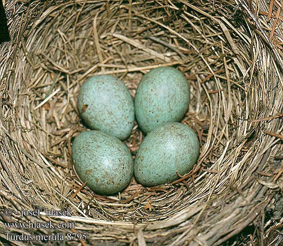 eggs nest Turdus merula Blackbird Solsort Mustarastas Merle noir