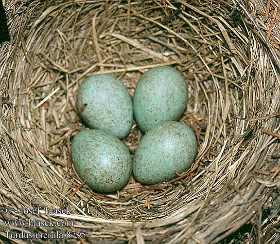 Turdus merula 8795