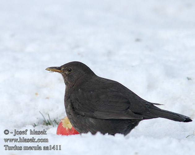 Turdus merula Fekete rigó Feketerigó Amsel