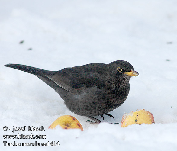 Turdus merula Amsel Drozd čierny Kos černý