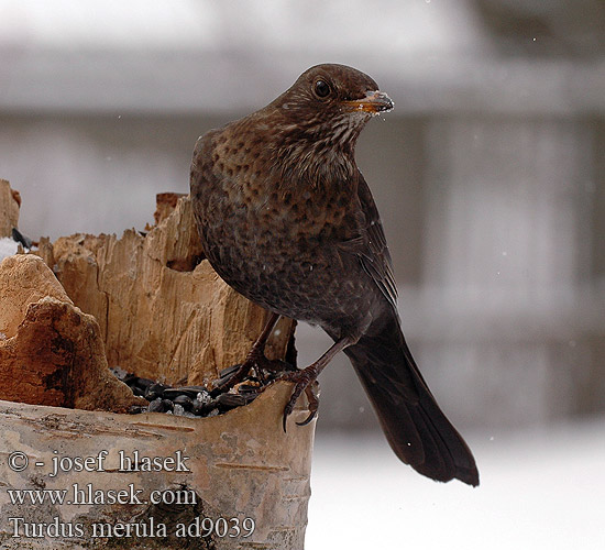 Turdus merula ad9039