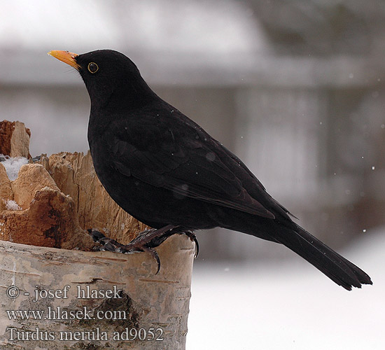 Turdus merula Koltrast 乌鸫 дрозд クロウタド