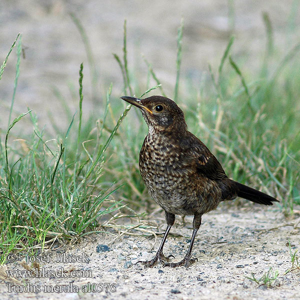 Turdus merula al0576