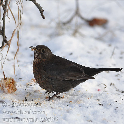 Turdus merula ba2632