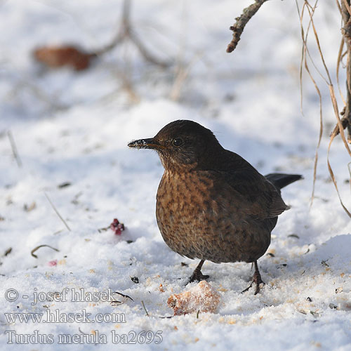 Turdus merula ba2695