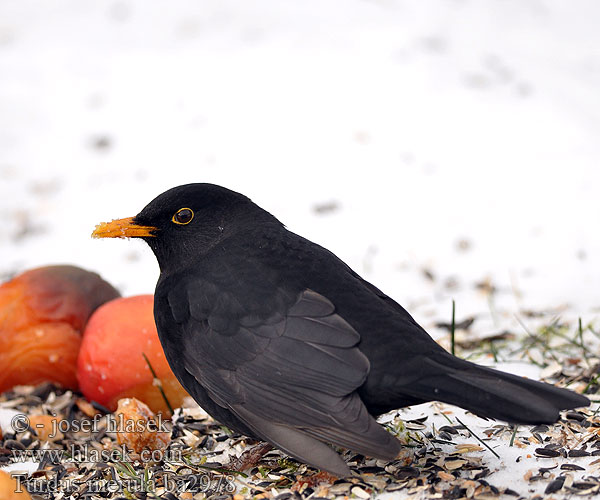 Amsel Drozd čierny Kos černý Mirlo común