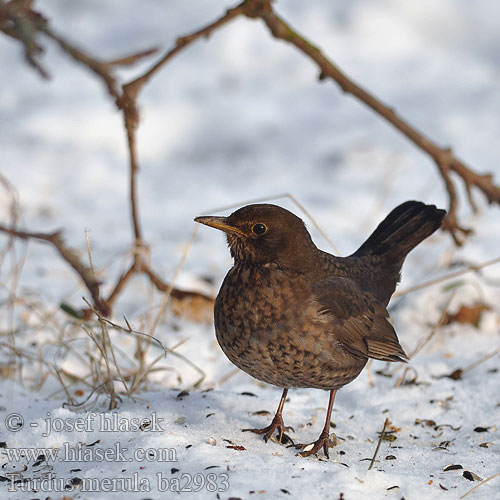 Turdus merula ba2983