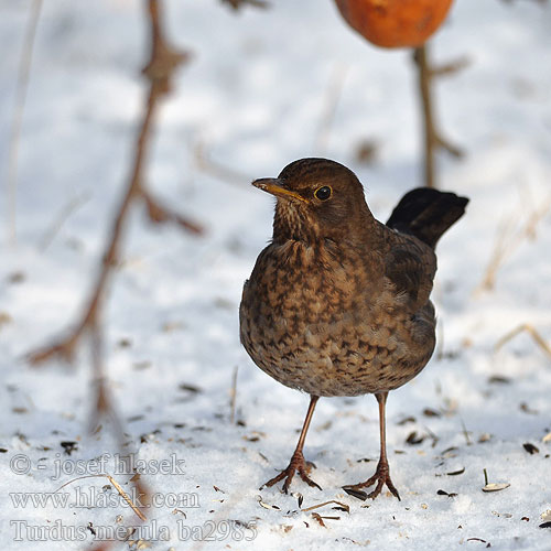 Turdus merula ba2985