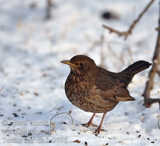 Karatavuk שחרור Turdus merula