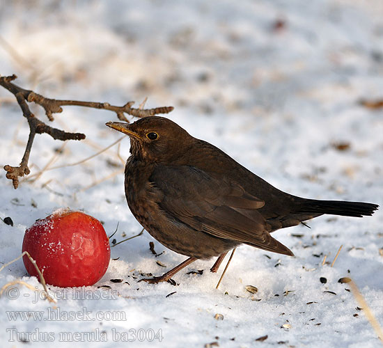 Turdus merula ba3004