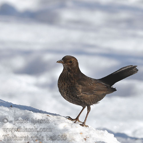 Turdus merula Blackbird Solsort Mustarastas