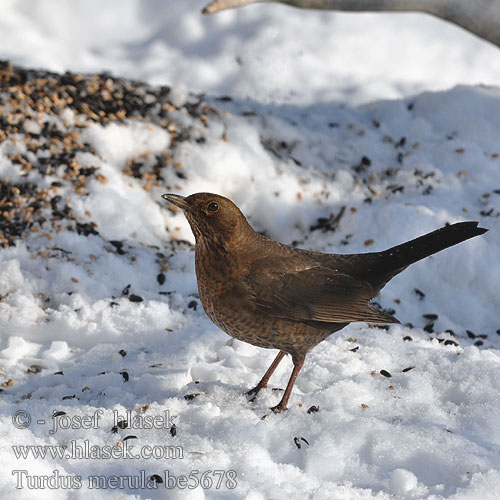 Turdus merula be5678