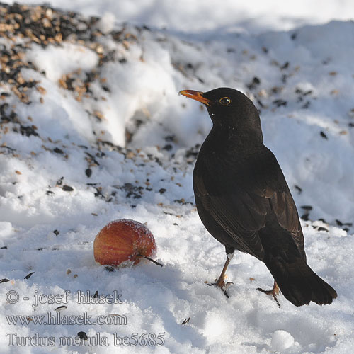 Turdus merula be5685