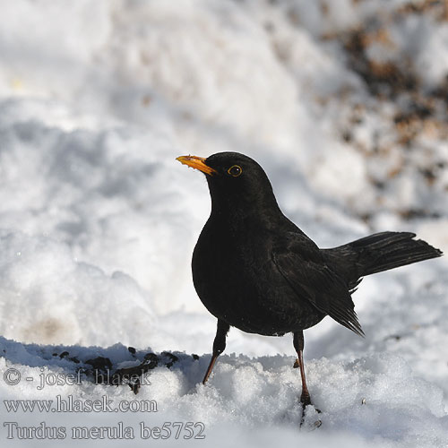 Turdus merula be5752