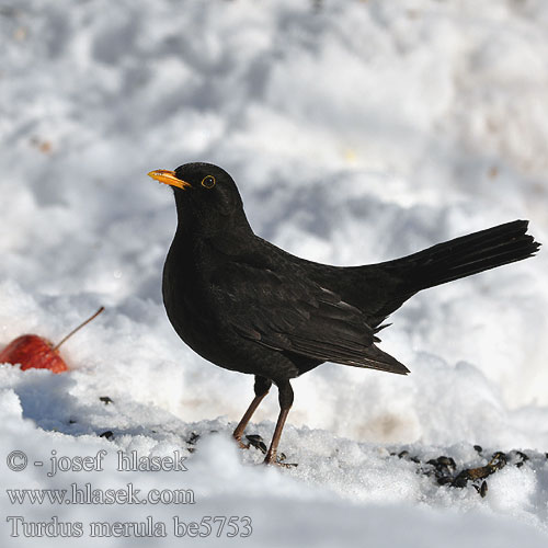 Turdus merula be5753