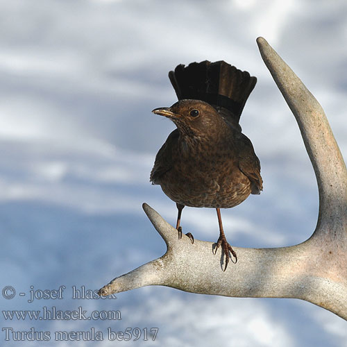 Turdus merula be5917