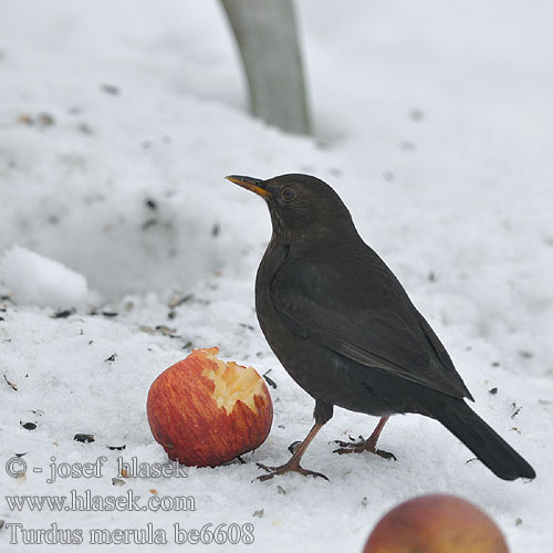 Turdus merula be6608