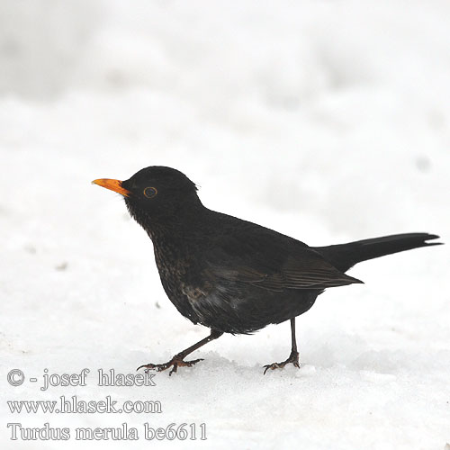 Turdus merula be6611