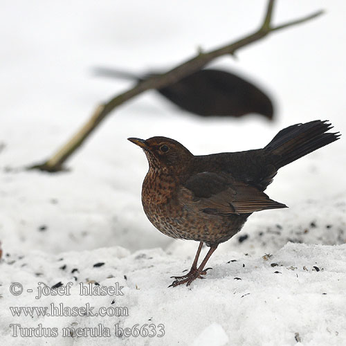 Turdus merula be6633