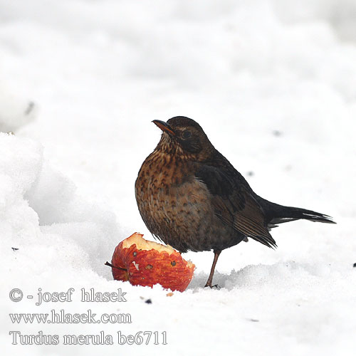 Turdus merula be6711