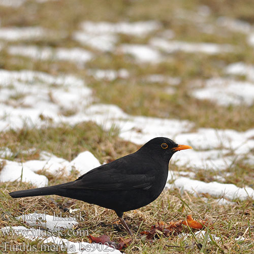 Merlo Fekete rigó Feketerigó Amsel