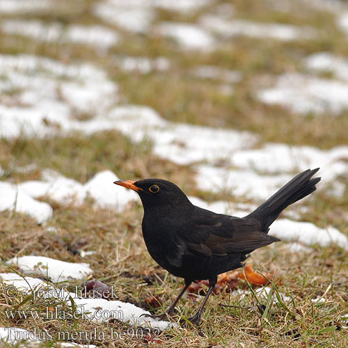 Fekete rigó Feketerigó Amsel